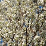 1279718_spring_arbors_1[1]