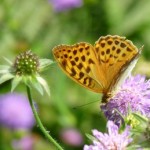 1271494_butterfly_-_kaisermantel[3]