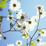 1290197_white_flowers_against_blue_sky[1]