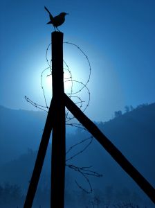1179693_blue_bird