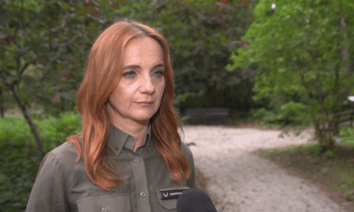 Narosło wiele mitów dotyczących kleszczy. Wypalanie traw nie usuwa tych pajęczaków, a może doprowadzić do pożaru lasu